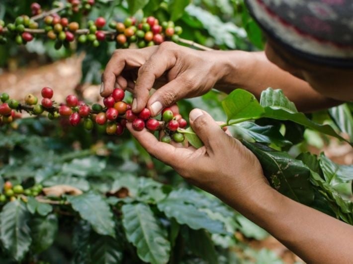 موطن تاريخ البن في جازان