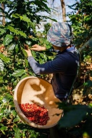 زراعة البن الخولاني في جيزان