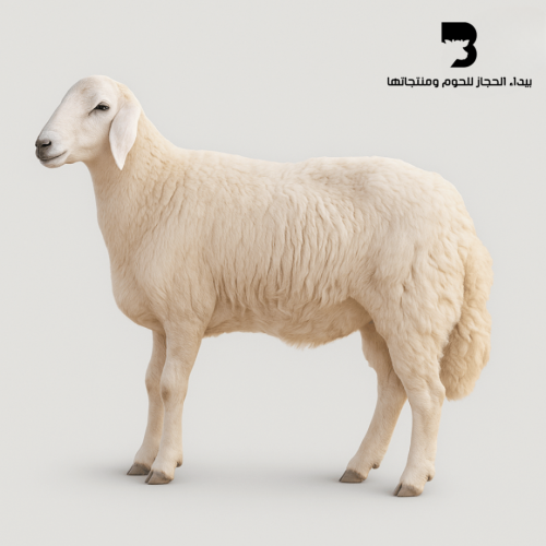 حري صغير