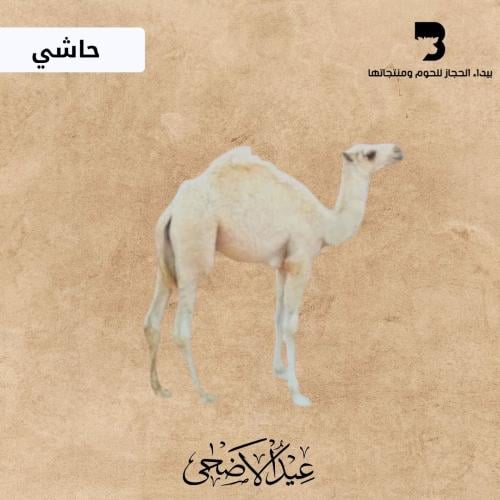 حاشي بلدي