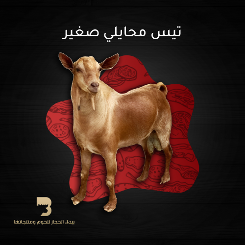 تيس محايلي صغير
