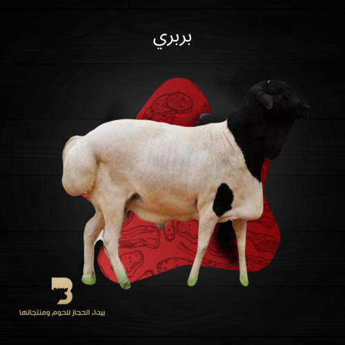 بربري