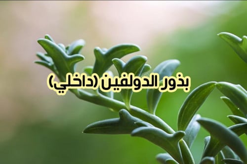 بذور الدولفين