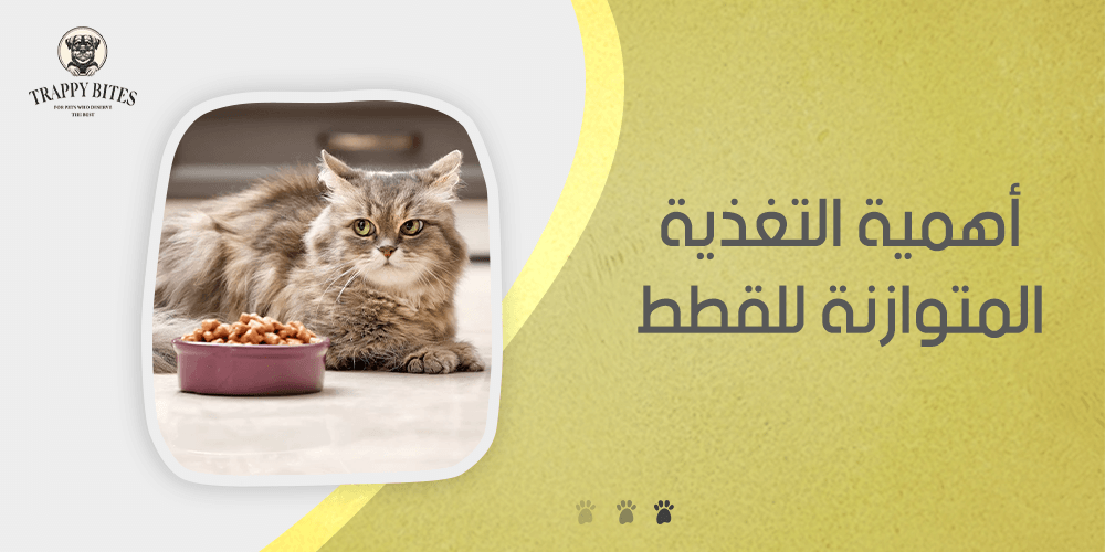 أهمية التغذية المتوازنة للقطط لصحة أفضل