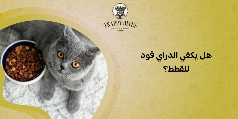Is dry food enough for cats? Learn about the alternatives
