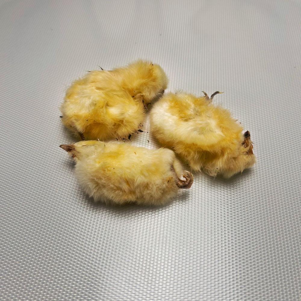 freeze dried chicks | complete prey for dogs and cats.