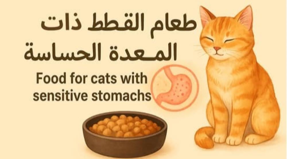 طعام القطط ذات المعدة الحساسة