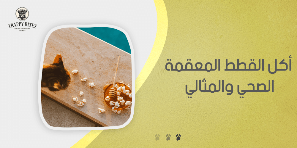 أكل القطط المعقمة الصحي والمثالي