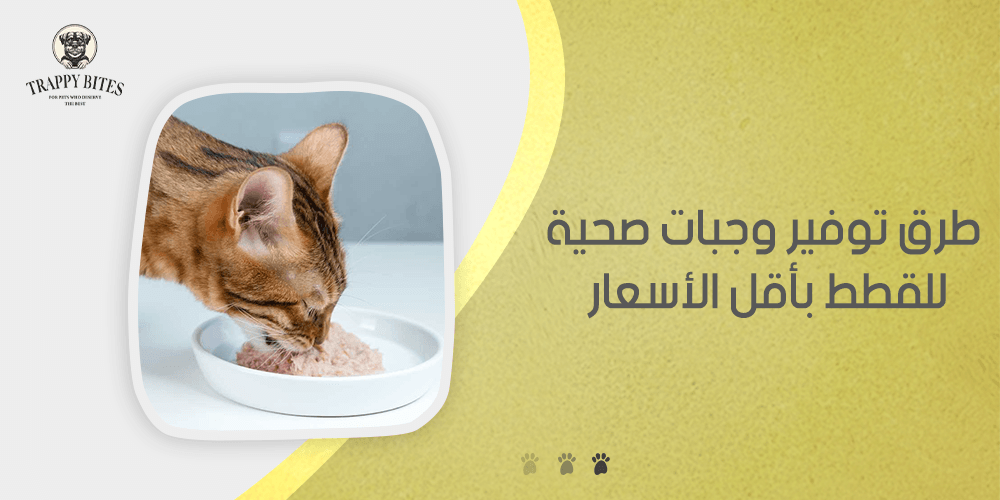 طرق توفير وجبات صحية للقطط بأقل الأسعار