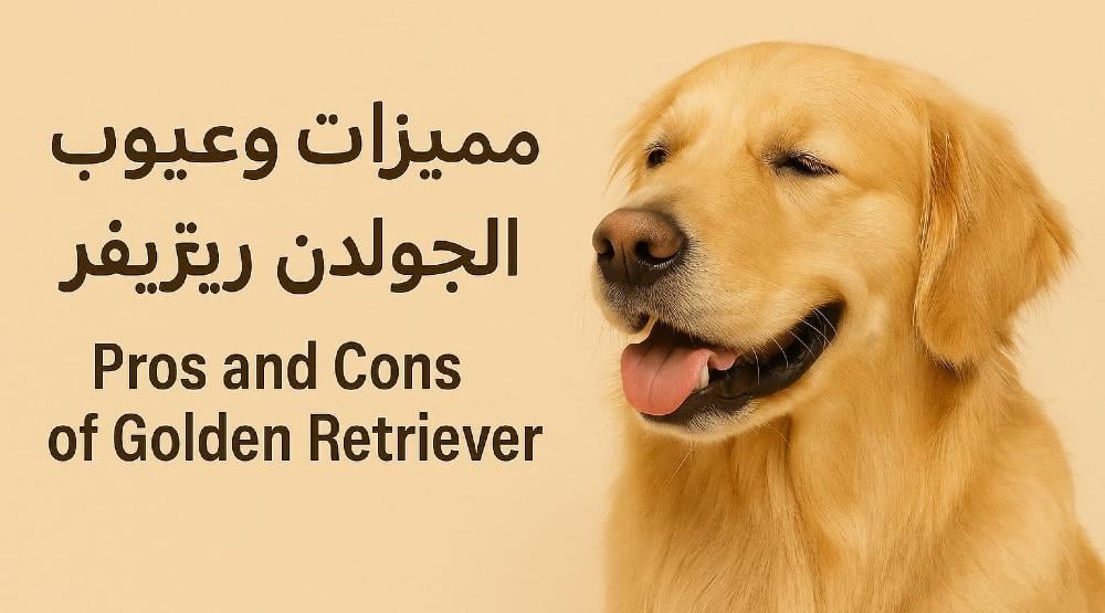 مميزات عيوب الجولدن ريتريفر