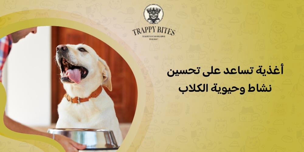 Foods that help improve the activity and vitality of dogs