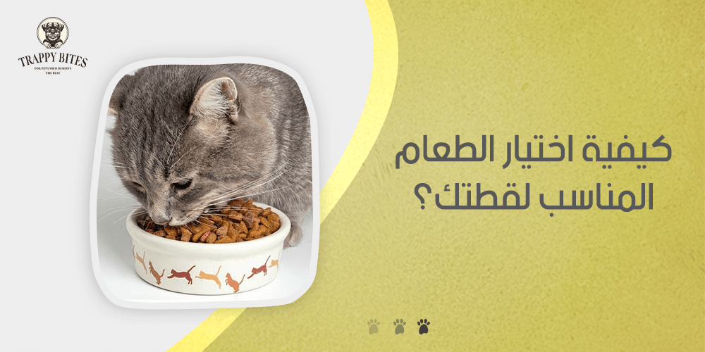 How to Choose the Right Food for Your Cat: Your Complete Guide