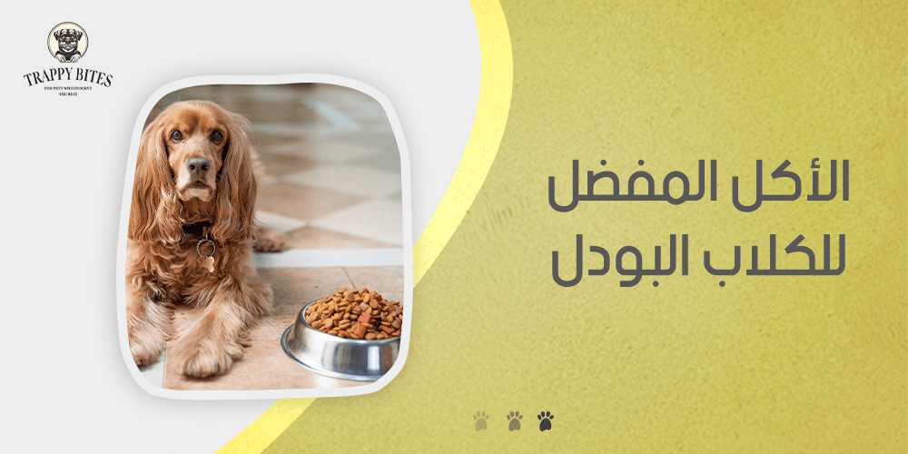 الأكل المفضل للكلاب البودل وخيارات صحية ولذيذة