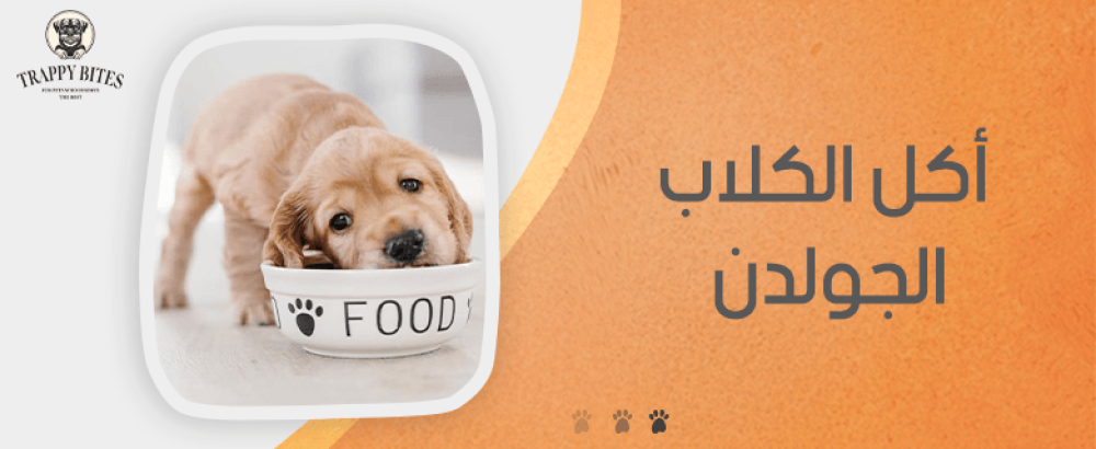 أنواع اكل الكلاب الجولدن لتحسين صحتهم