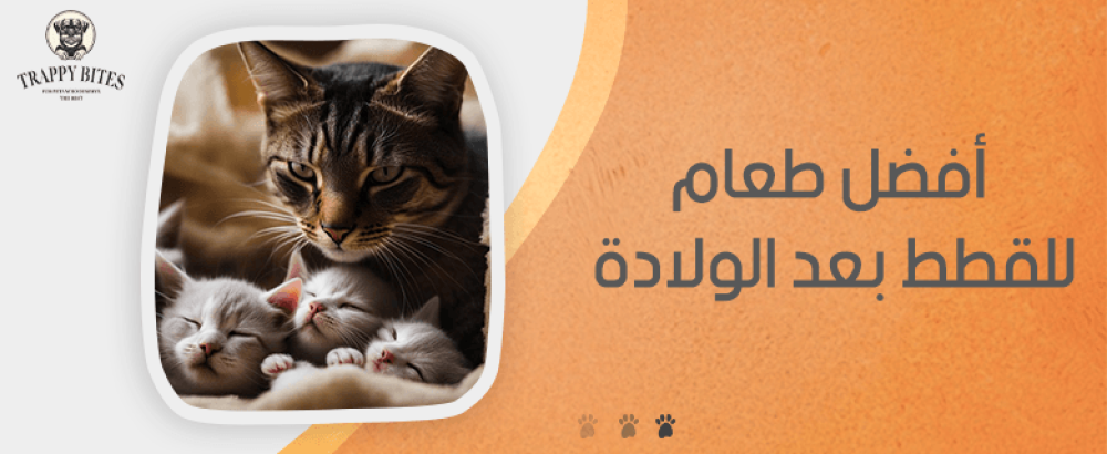 افضل طعام للقطط بعد الولادة
