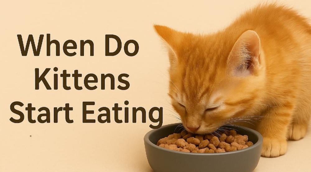 how to get kittens to start eating food