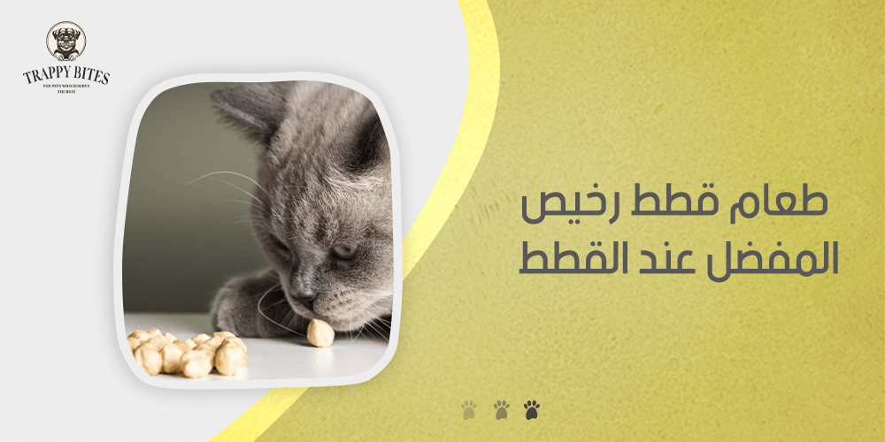 اكل قطط رخيص