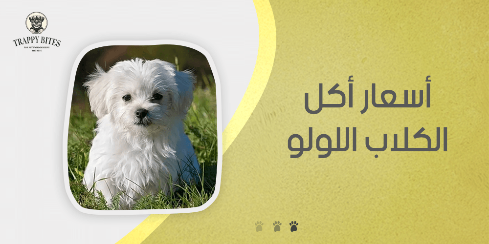 أسعار أكل الكلاب اللولو وتكلفة تربيتها