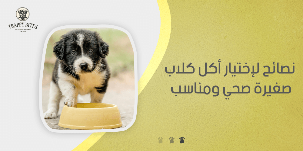 نصائح لإختيار اكل كلاب صغيرة صحي ومناسب