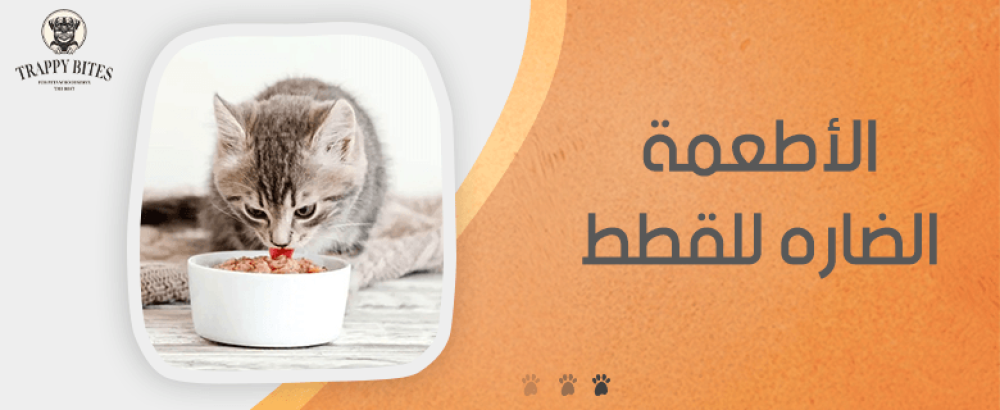 تعرّف على الأطعمة الضارة للقطط وكيفية حمايتها من التسمم الغذائي
