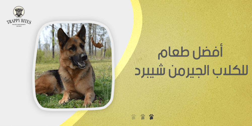 أفضل طعام للكلاب الجيرمن شيبرد لتغذية صحية