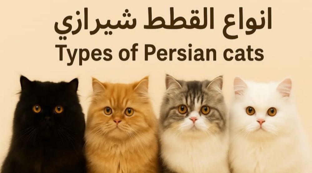 انواع القطط شيرازي