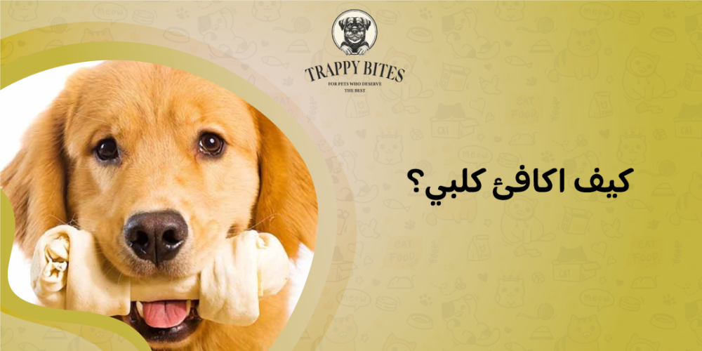 How do I reward my dog?... Foods that dogs love