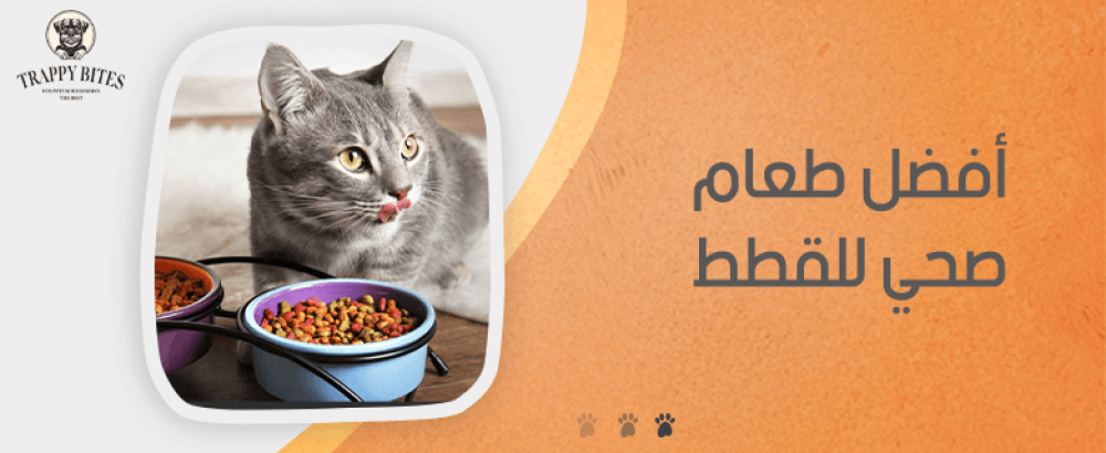 افضل طعام صحي للقطط: نصائح لتغذية قطتك