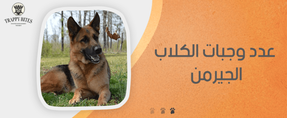 عدد وجبات الكلاب الجيرمن: دليلك لتغذية متوازنة