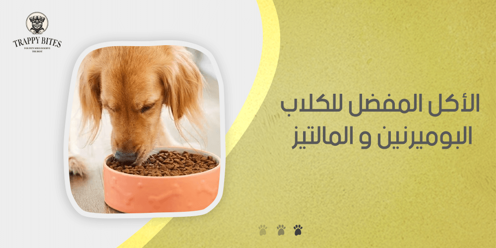 Favorite Food for Pomeranians and Maltese Dogs: A Feeding Guide