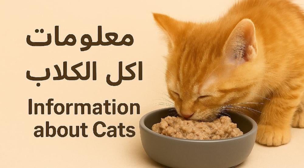 معلومات عن اكل القطط