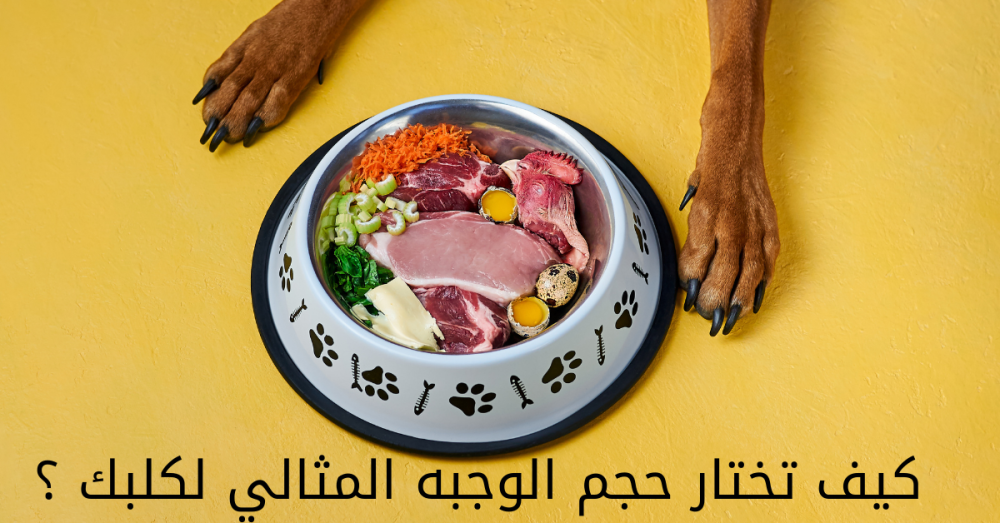 كيف تختار حجم الوجبة المثالية لأليفك؟ وما هي السعرات الحرارية التي يحتاجها؟