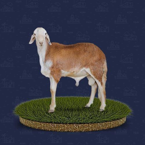 سواكني جذع من 15 إلي 18 ك