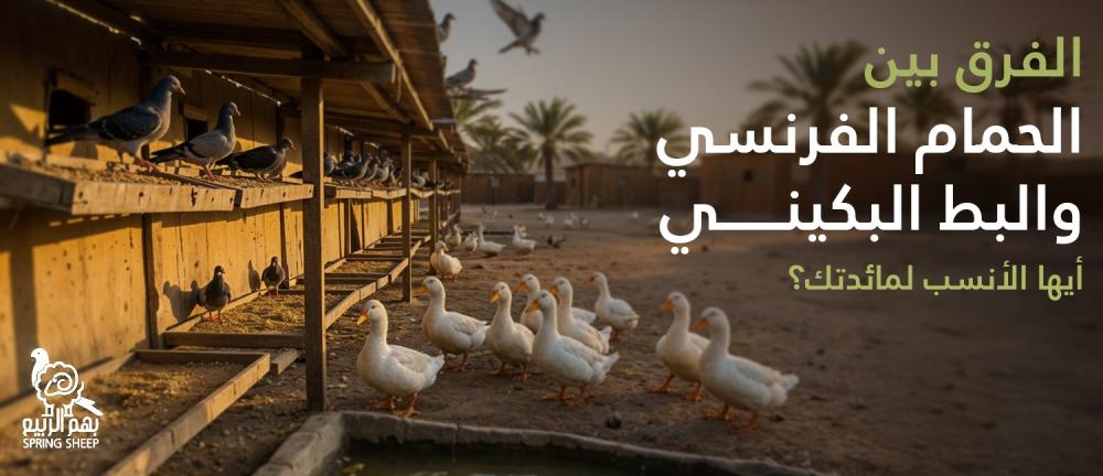 الفرق بين الحمام الفرنسي والبط البكيني أيها الأنسب لمائدتك؟
