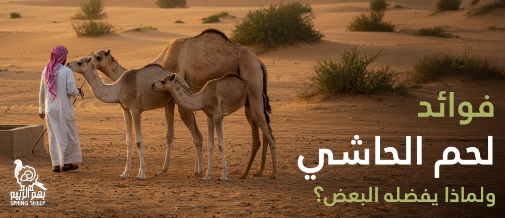 فوائد لحم الحاشي ولماذا يفضله البعض؟