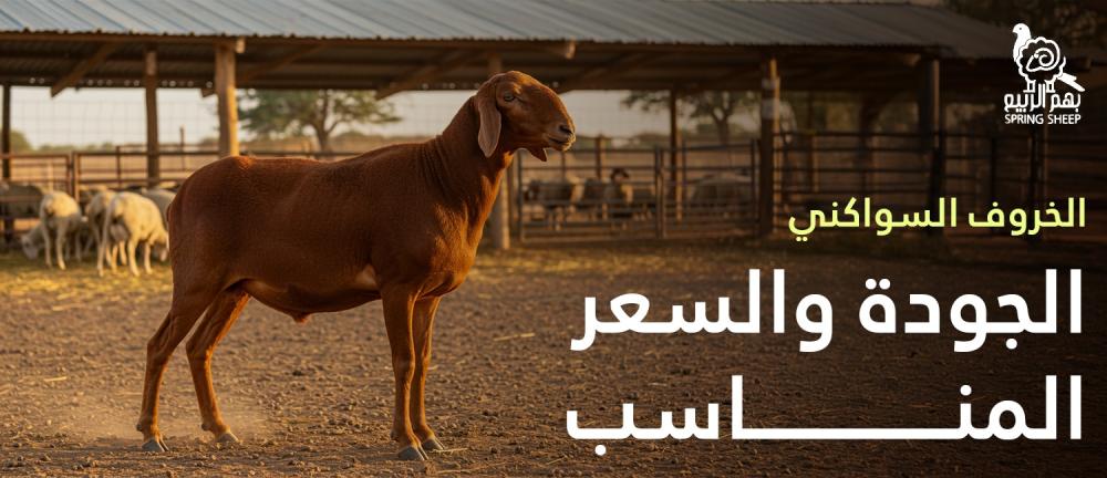 الخروف السواكني الجودة والسعر المناسب