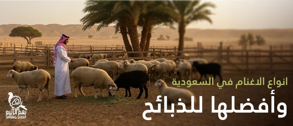انواع الاغنام في السعودية وأفضلها للذبائح