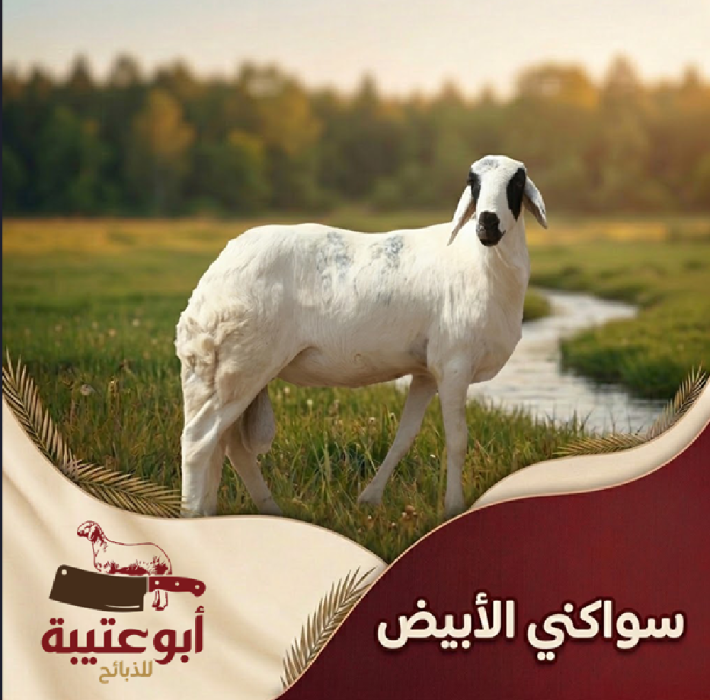 لحوم سواكني ابيض