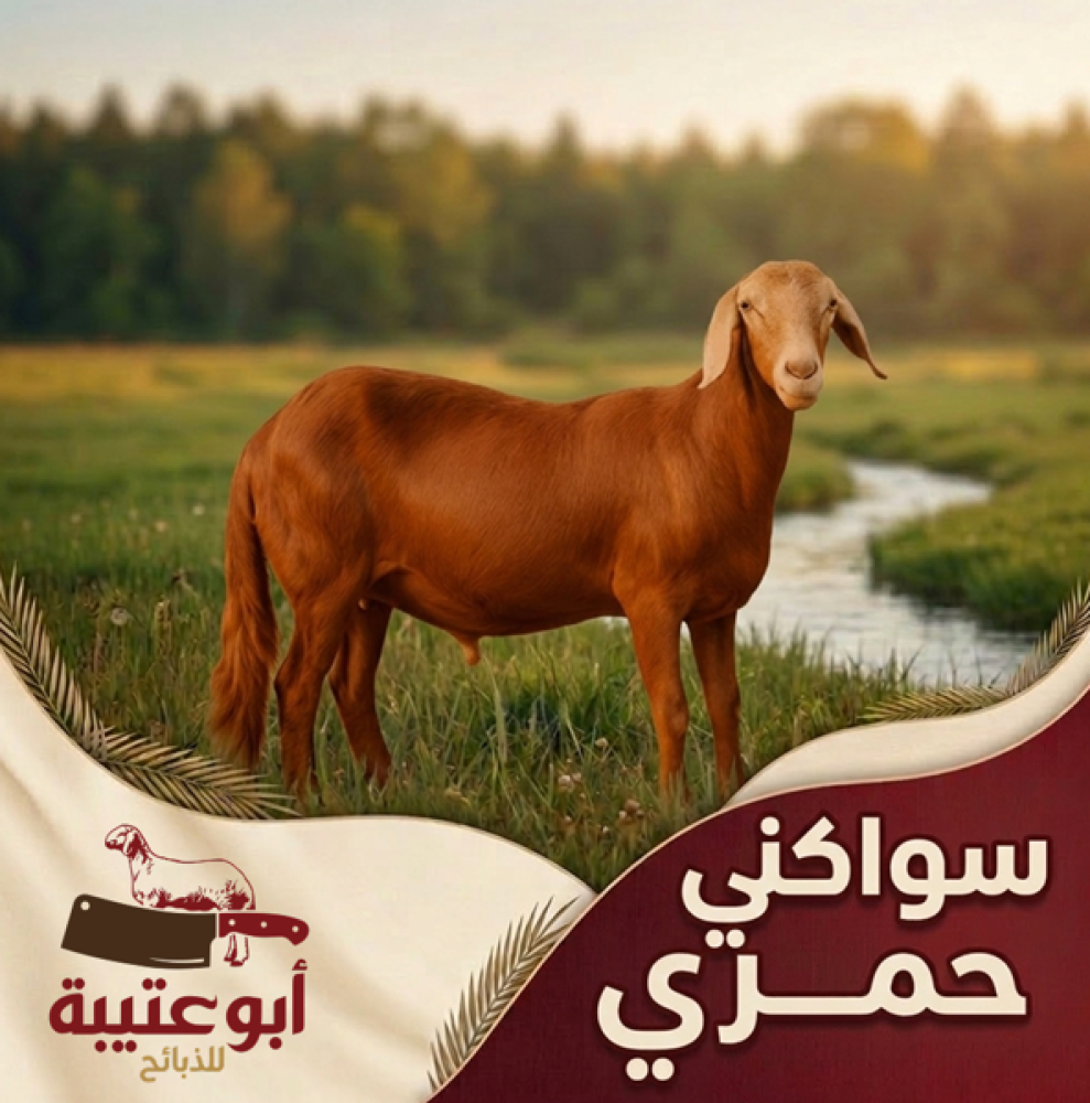 لحوم سواكني حمري