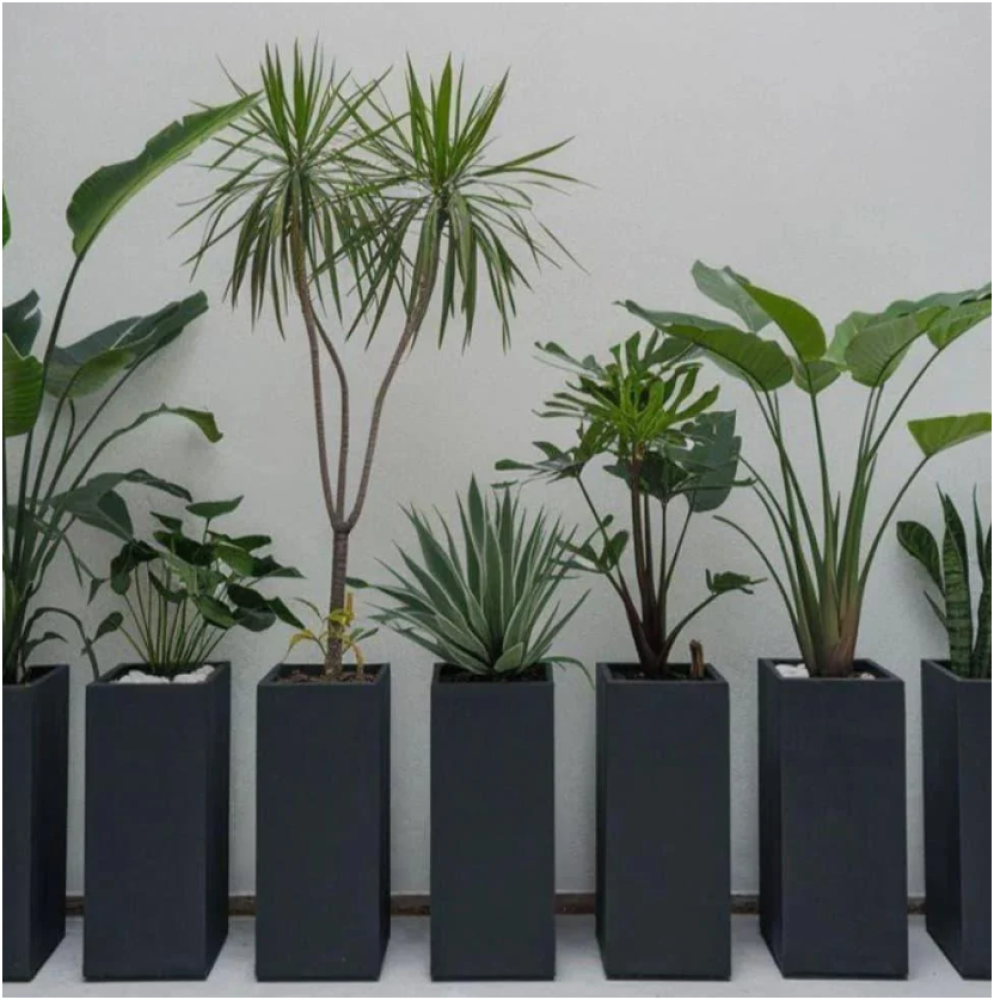 مراكن الورد