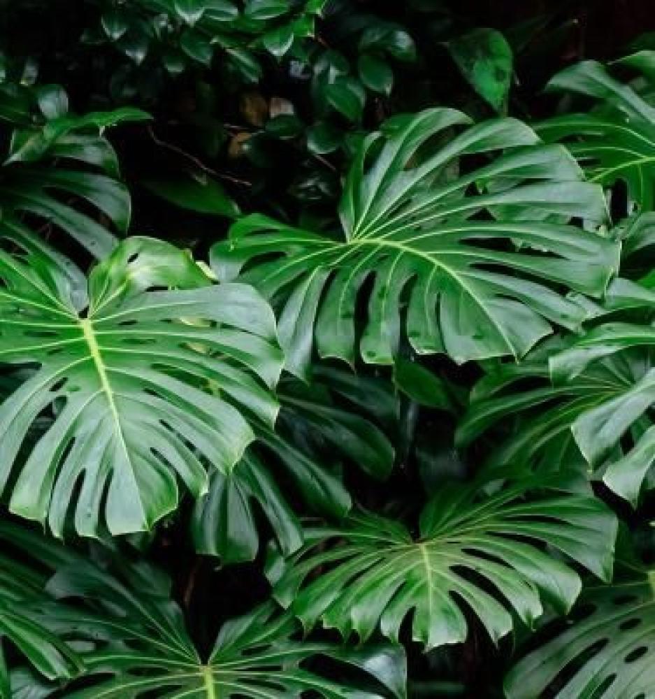 🌿 نبتة المونستيرا (Monstera deliciosa): ملكة الجمال المداري في بيتك دراسة شاملة تجمع بين العلم والتجربة الحياتية