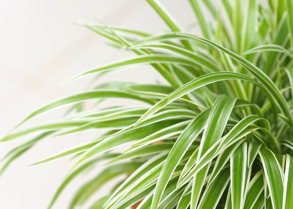 نبتة العنكبوت (Spider Plant): الهواء النقي والأناقة المتدلّية