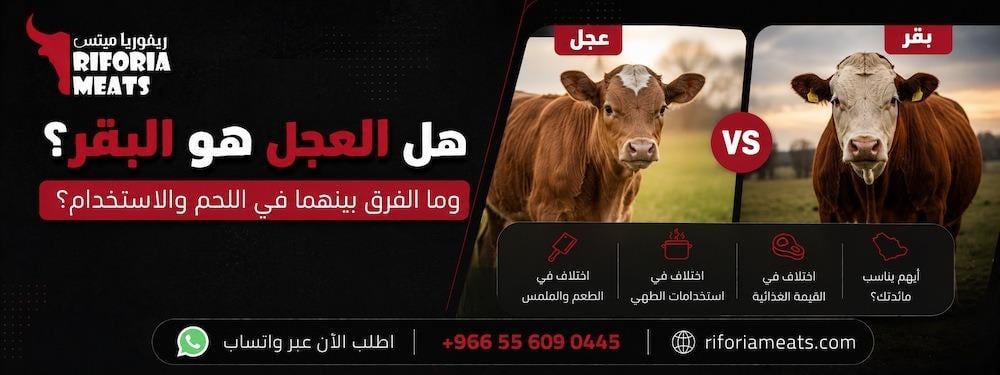 هل العجل هو البقر؟