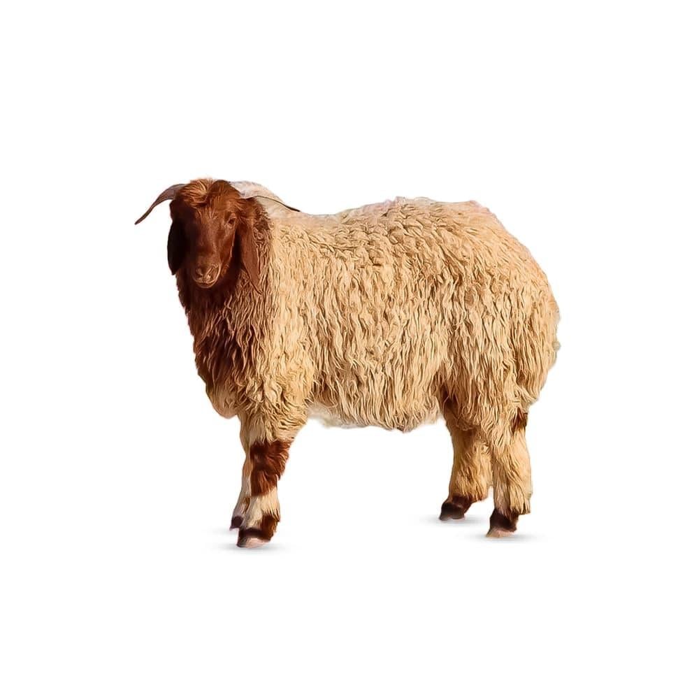 خروف نعيمي بلدي اختيارك الأمثل للولائم والمناسبات في السعودية