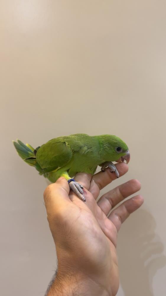 ببغاء دره هندي