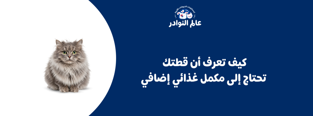 كيف تعرف أن قطتك تحتاج إلى مكمل غذائي إضافي