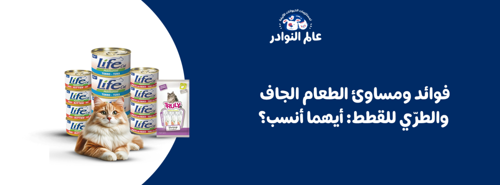 فوائد ومساوئ الطعام الجاف والطري للقطط: أيهما أنسب؟