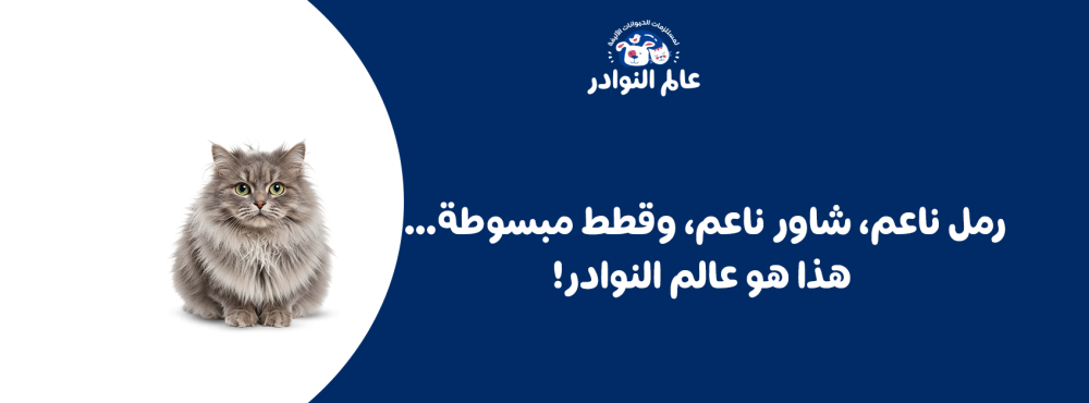 رمل ناعم، شاور ناعم، وقطط مبسوطة… هذا هو عالم النوادر!