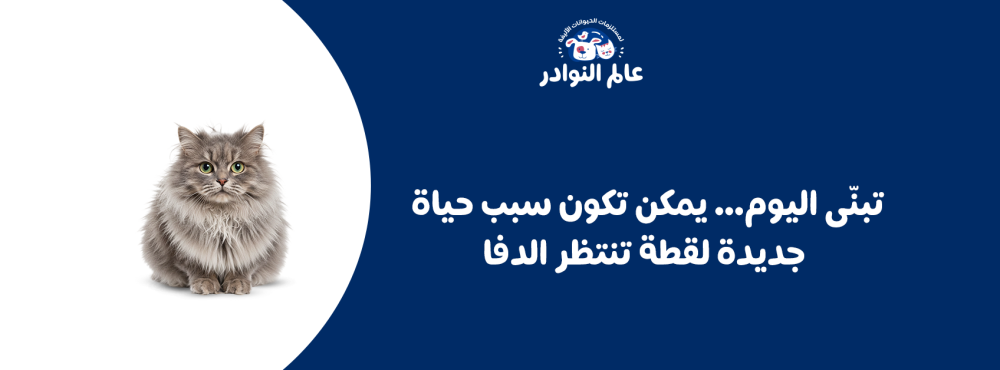 تبنّى اليوم… يمكن تكون سبب حياة جديدة لقطة تنتظر الدفا