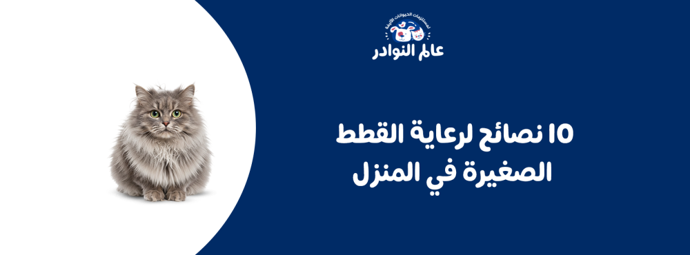 10 نصائح لرعاية القطط الصغيرة في المنزل